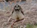 Short-eared Owl / Asio flammeus    