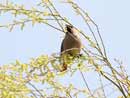 Japanese Waxwing / Bombycilla japonica 