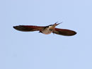  Barn Swallow / Hirundo rustica 