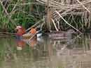 Mandarin Duck / Aix galericulata