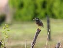 Grey Starling / Sturnus cineraceus 