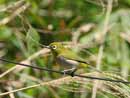 Japanese White-eye / Zosterops japonicus 