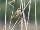 Great Reed Warbler / Acrocephalus arundinaceus