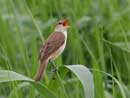 Great Reed Warbler / Acrocephalus arundinaceus 