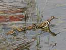 Greater Painted-Snipe / Rostratula benghalensis 