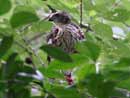 Japanese Lesser Sparrow Hawk / Accipiter gularis