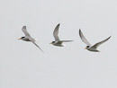 Little Tern / Sterna albifrons 