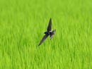 Barn Swallow / Hirundo rustica