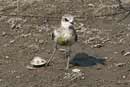 Greater Sand Plover / Charadrius leschenaultii 