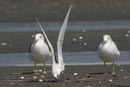Gull-billed Tern / Gelochelidon nilotica  