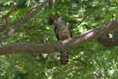 Himalayan Oriental Cuckoo / Cuculus saturatus  