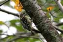 Pygmy Woodpecker / Dendrocopos kizuki