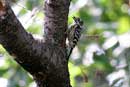 Pygmy Woodpecker / Dendrocopos kizuki   