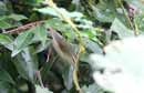 Eastern Crowned Leaf Warbler / Phylloscopus coronatus  