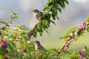 Tree Sparrow / Passer montanus   