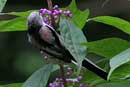 Tree Sparrow / Passer montanus   
