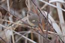 Daurian Redstart / Phoenicurus auroreus 