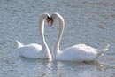 Mute Swan / Cygnus olor