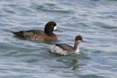 Greater Scaup@@Black-necked Grebe