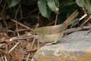 Bush Warbler / Cettia diphone