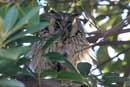 Northern Long-eared Owl / Asio otus 