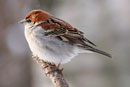 Russet Sparrow / Passer rutilans   