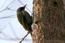 Japanese Woodpeckerl / Picus awokera