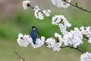 Common Kingfisher / Alcedo atthis