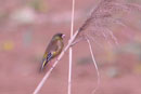 Oriental Greenfinch / Carduelis sinica  