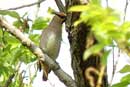 Japanese Waxwing/ Bombycilla japonica