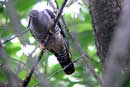 Himalayan Oriental Cuckoo / Cuculus saturatus 