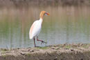 Cattle Egret / Bubulcus ibis 