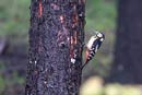 Great Spotted Woodpecker / Dendrocopos major
