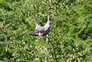 Common Cuckoo / Cuculus canorus  