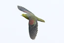 White-bellied Wedge-tailed Green-Pigeon / Treron sieboldii