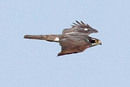 Peregrine Falcon / Falco peregrinus 