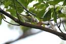 Ijima's Leaf Warbler / Phylloscopus ijimae