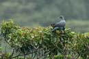 Japanese Black Wood Pigeon / Columba janthina