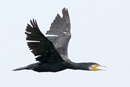 Common Cormorant / Phalacrocorax carbo 