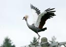 Gray Crowned Crane / Balearica regulorum 