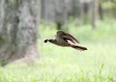 Common Cuckoo / Cuculus canorus 