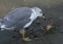 Black-tailed Gull / Larus crassirostris 