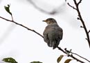 Himalayan Oriental Cuckoo / Cuculus saturatus