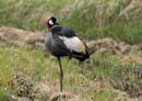 Gray Crowned Crane / Balearica regulorum 