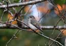 Grey-spotted Flycatcher / Muscicapa griseisticta 