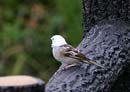Tree Sparrow / Passer montanus 
