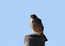 Eurasian Kestrel / Falco tinnunculus 