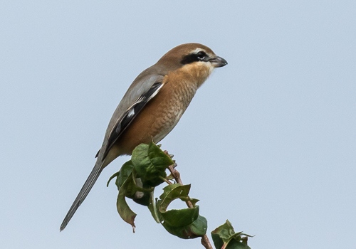 ���Y2015/10/5�V����EOS7D+7-200X2.0