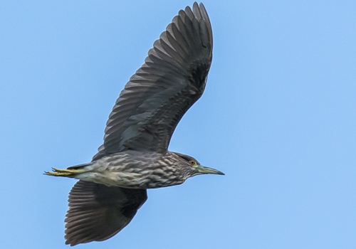 �S�C�T�M2015/10/6���EOS7D+7-200X2.0