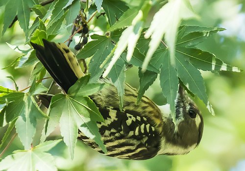 �R�Q��2015/10/9�˒�����EOS7D+7-200X2.0